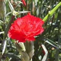 Алено червено карнация dianthus caryophyllus grenadin двойни цветни семена